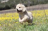 CAIRN TERRIER 283